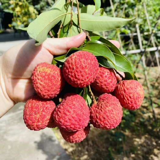东莞市桂味荔枝  东莞桂味糯米糍荔枝
