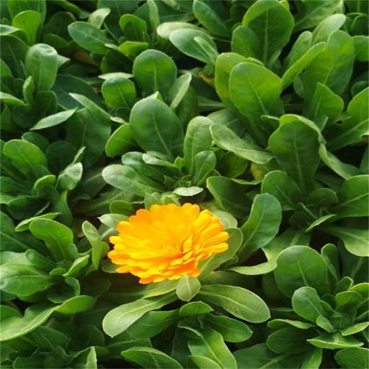 雏菊  皱菊基地 一手货源 大量供应优质皱菊