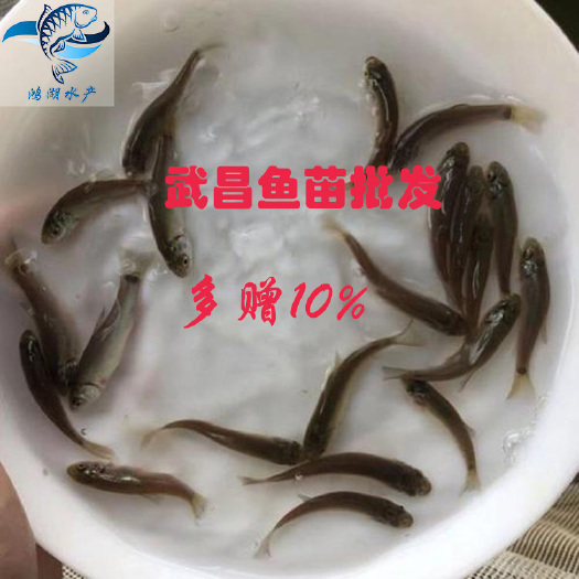 广州批发 武昌鱼苗 鳊鱼苗 团头鲂鱼苗 三角鲂鱼苗