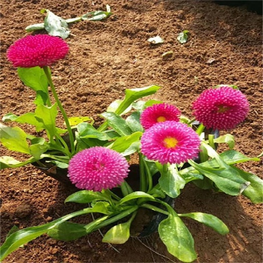 青州市雏菊  皱菊基地 一手货源 大量供应优质皱菊
