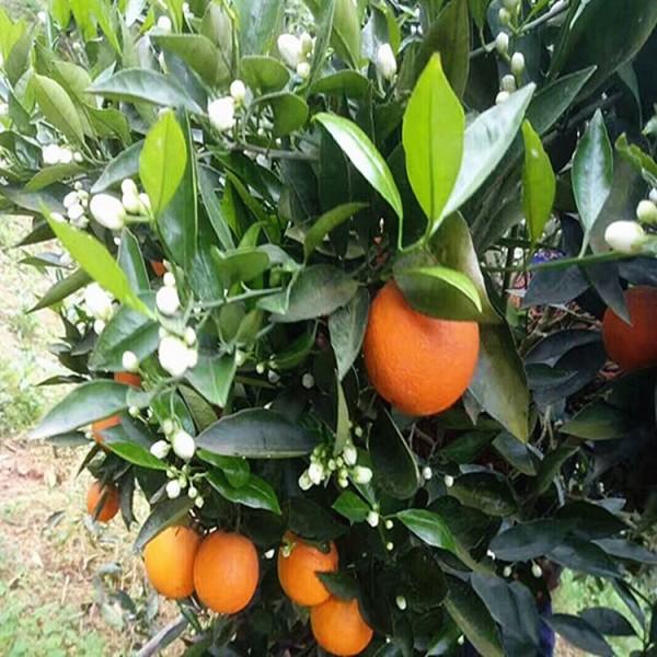 洞口县橙树苗 晚蜜香橙苗 晚熟芽变甜橙新品种