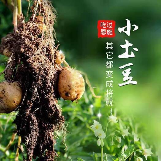 巴东县迷你土豆  【精品优选】湖北巴东网红特产富硒小土豆高山小洋芋快递包邮
