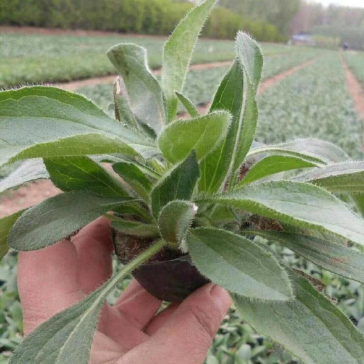 青州市黑心菊，杯苗，基地直发，大量供应