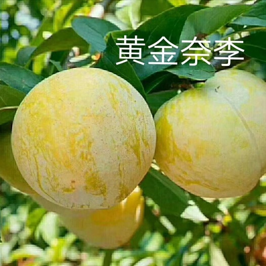 洞口县李子树苗 黄金奈李苗