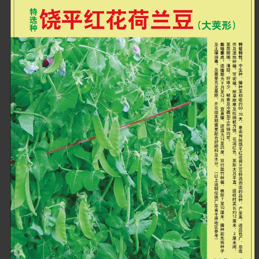 潮州《优选货源》广东潮州特色荷兰豆种子耐旱耐寒红花大荚软荚