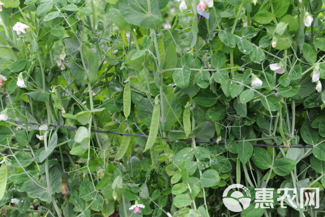 《优选货源》广东潮州特色荷兰豆种子耐旱耐寒红花大荚软荚