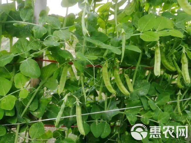 《优选货源》广东潮州特色荷兰豆种子耐旱耐寒红花大荚软荚