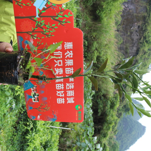 阳朔县【基地直发】脆蜜金柑苗 金桔苗 脆蜜金桔苗 金柑苗