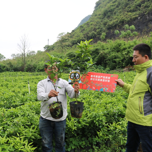 阳朔县沃柑苗 沃柑嫁接苗香橙砧木  口感好 糖度高 产量高 易挂果