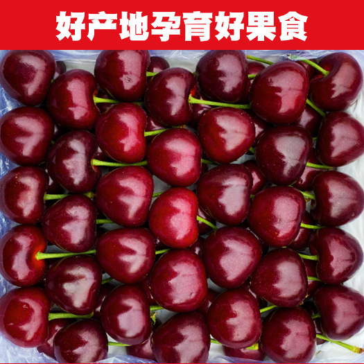 汉源县黑珍珠樱桃 雅安汉源大樱桃车厘子
