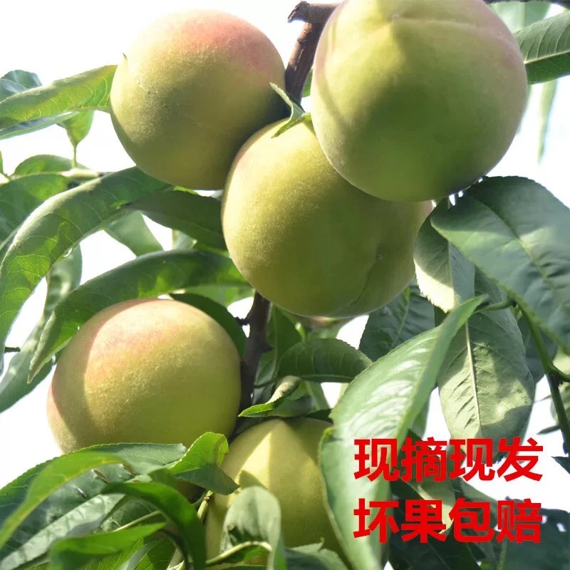 平和县福建漳州深山新鲜桃子硬桃毛桃小脆桃半边红黄桃水果