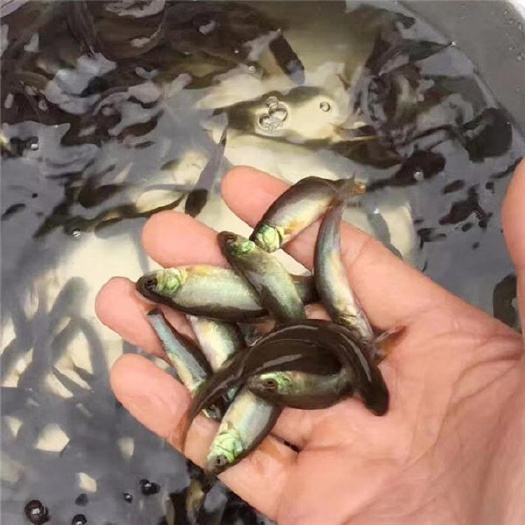 光泽县 桂鱼苗5-7cm 大量优质 一手货源 低价格 高质量
