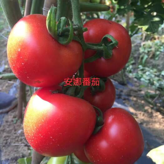 南宁西红柿种子  安娜番茄 新引进品种 苹果型 果硬度好 耐热