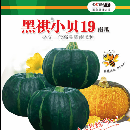 云南贝贝南瓜种子-杂交一代早熟品种单果500-600g颜色绿