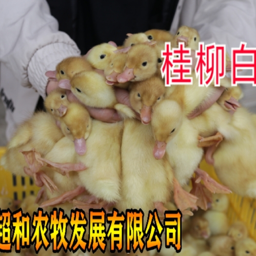 昆明桂柳鸭苗 桂柳鸭