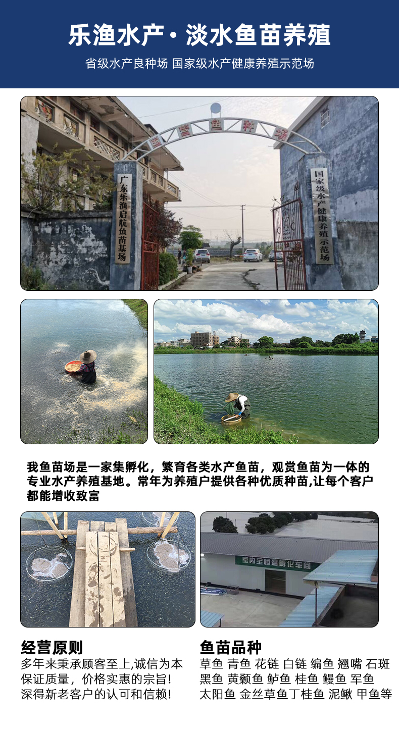 优质罗非鱼苗 海南正壹罗非苗 快大 全雄单性罗非鱼生长速度快