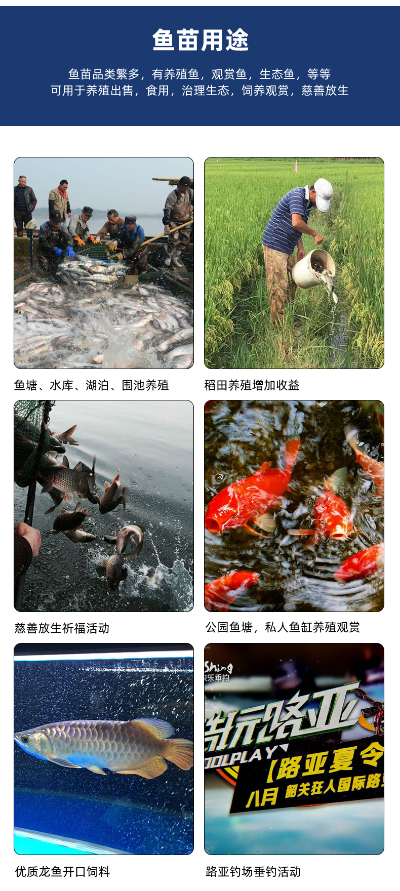 优质罗非鱼苗 海南正壹罗非苗 快大 全雄单性罗非鱼生长速度快