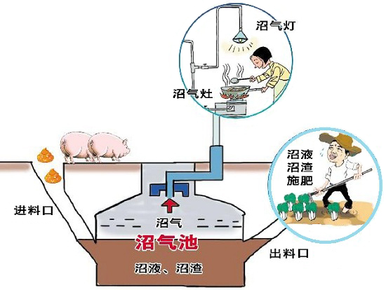  沼气发酵菌/沼气池/沼气