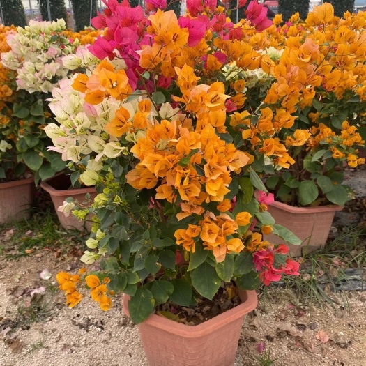 漳州叶子花 多彩勒杜鹃 多色三角梅盆栽60-100公分彩色三角梅