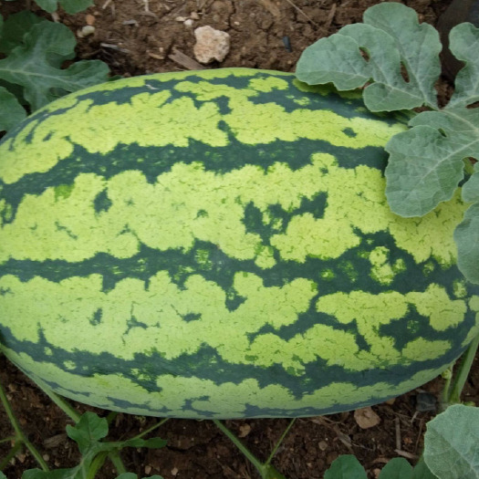 寿光市嫁接西农8号西瓜苗批发 抗病性好 瓜形好 根系发达 植株壮