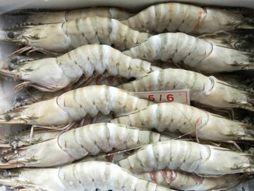  批发供应酒店食材刺身冷冻黑虎虾越南虎虾5-6草虾