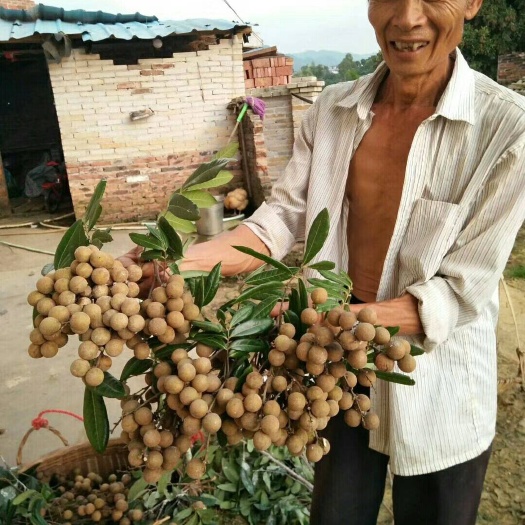 灵山县石峡龙眼苗  包邮，四季龙眼苗，石硖龙眼苗，嫁接苗，带营养杯