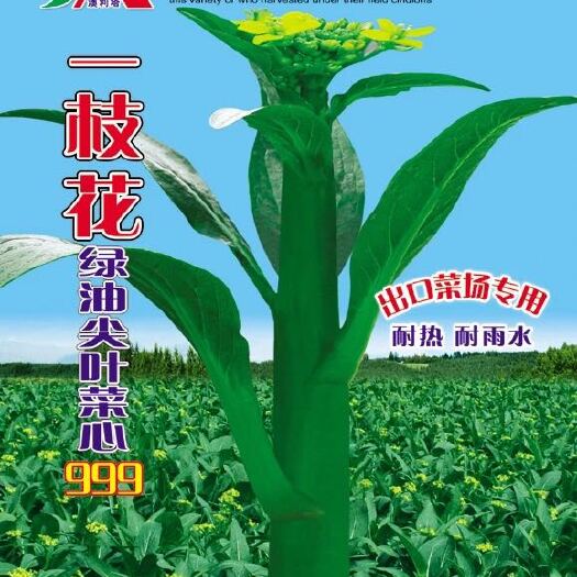 英德市一枝花绿油尖叶甜菜心种子999叶柄短品质良好
