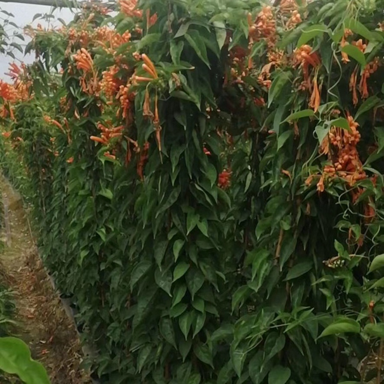 围墙绿化炮仗花种植基地批 攀藤植物爬墙藤本植物炮仗花