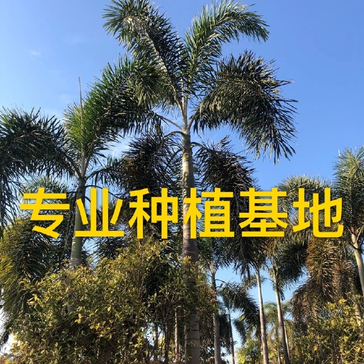 绿化工程狐尾椰子树批发 行道树狐尾椰供应 江西狐尾椰子价格