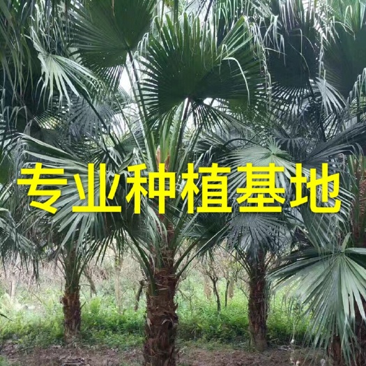 福建蒲葵供应 棕榈蒲葵批发 蒲葵种植基地 蒲葵价格 蒲葵报价