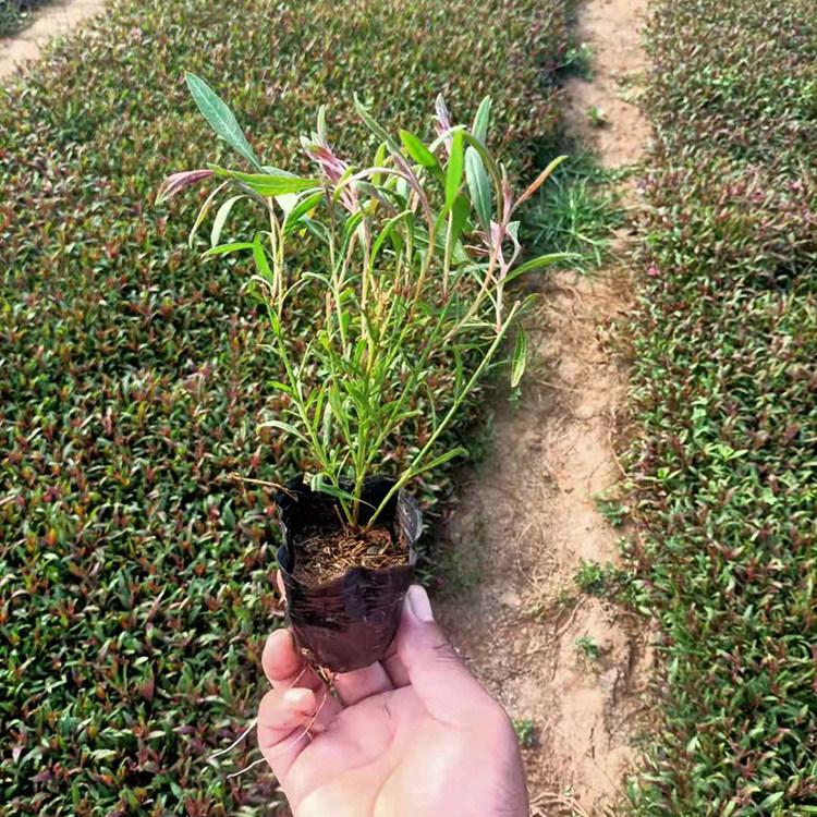 山桃草基地 产地直销 供应优质山桃草苗