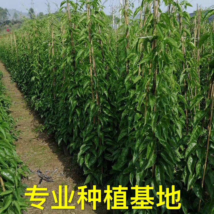 围墙绿化炮仗花种植基地批 攀藤植物爬墙藤本植物炮仗花