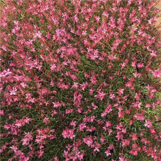 青州市山桃草基地 产地直销 供应优质山桃草苗