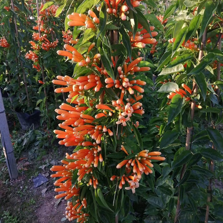 围墙绿化炮仗花种植基地批 攀藤植物爬墙藤本植物炮仗花