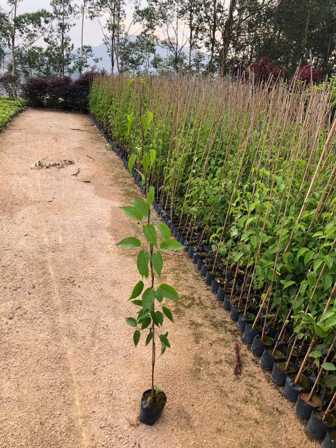 围墙绿化炮仗花种植基地批 攀藤植物爬墙藤本植物炮仗花