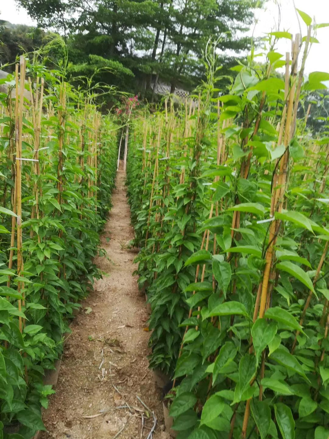 围墙绿化炮仗花种植基地批 攀藤植物爬墙藤本植物炮仗花