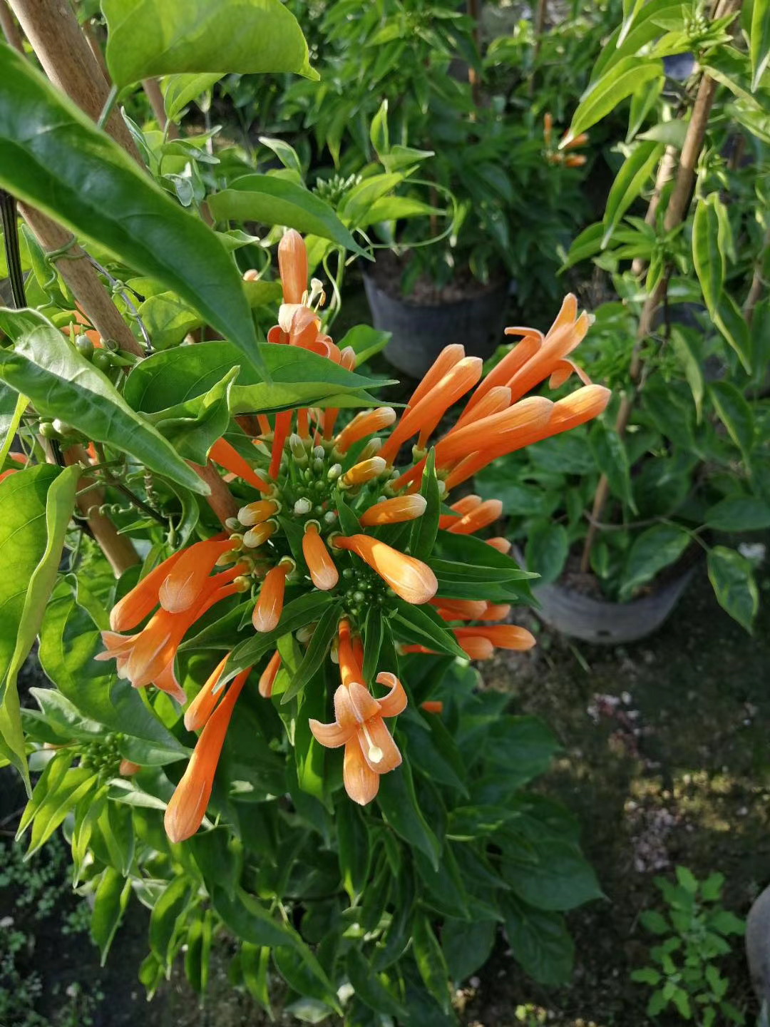 围墙绿化炮仗花种植基地批 攀藤植物爬墙藤本植物炮仗花