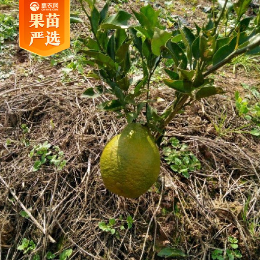 耙耙柑桔苗  柑橘苗 粑粑柑嫁接苗红桔嫁接苗 基地现挖现发