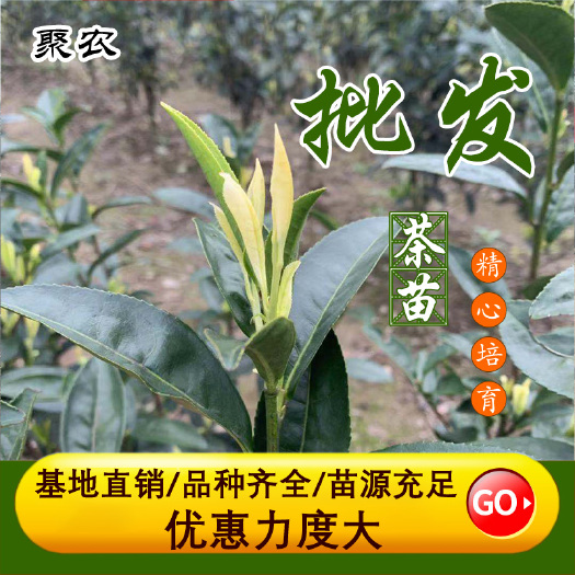 新昌县中黄3号茶苗 中黄2号茶苗 中黄1号茶苗 郁金香茶苗黄金茶苗