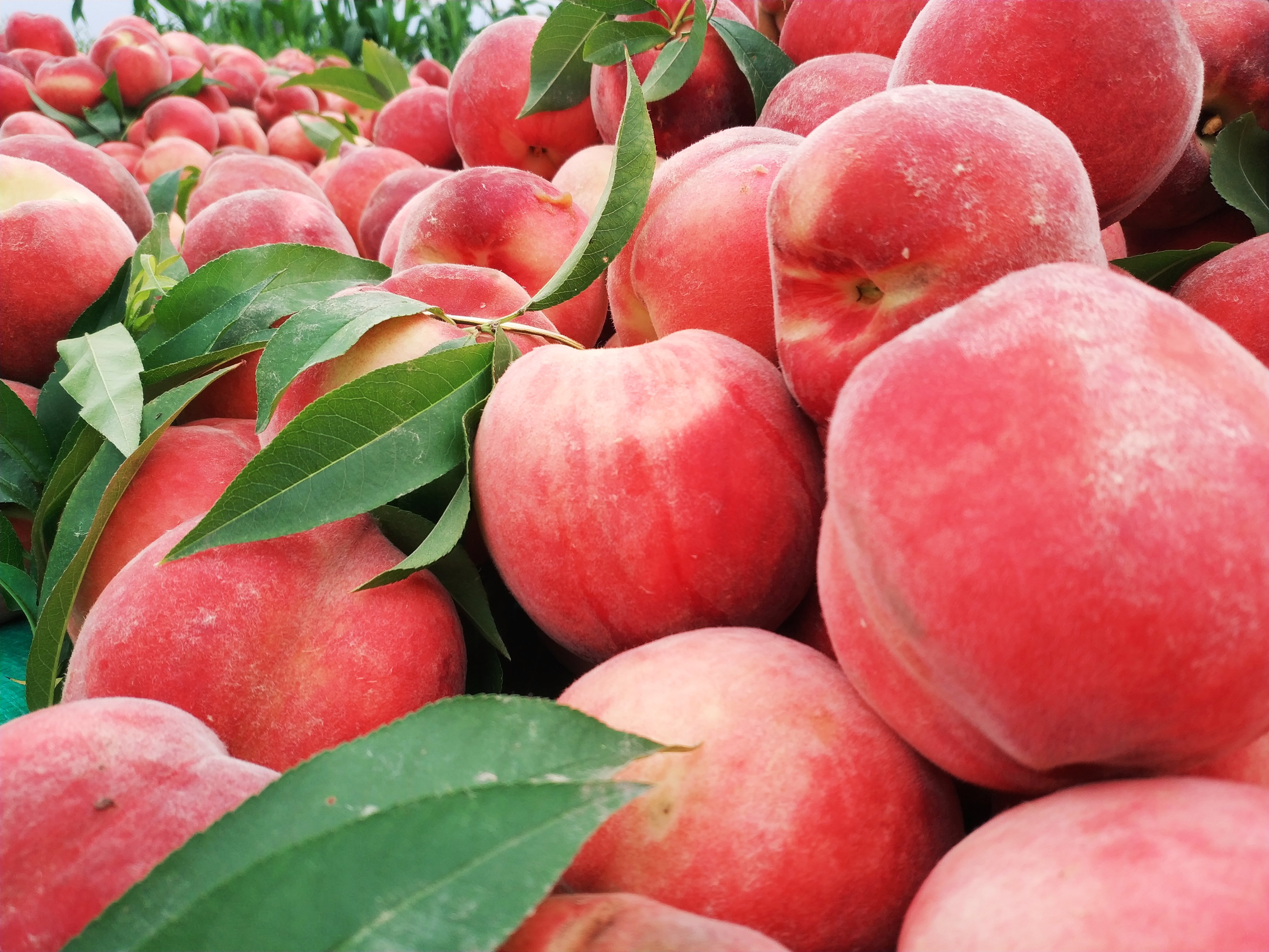 脆桃,光战3号,光战4号,毛桃,桃子,鲜桃