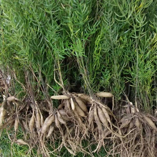 中药材天冬种苗出售天冬种植基地直发