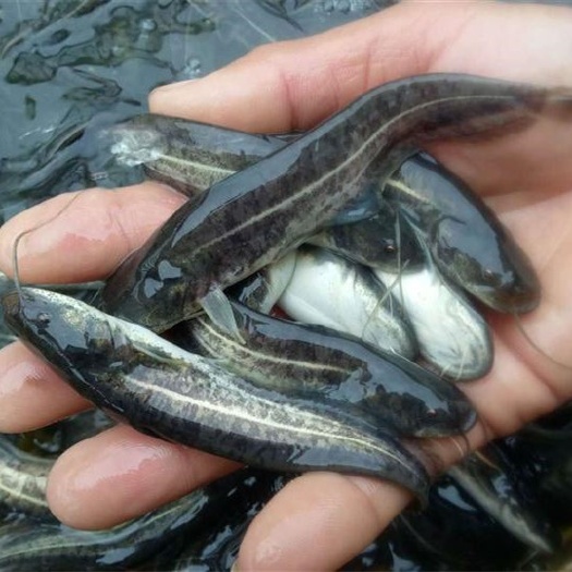 光泽县 鲶鱼苗7-10cm产地直销一手货源 齐规格 低价格