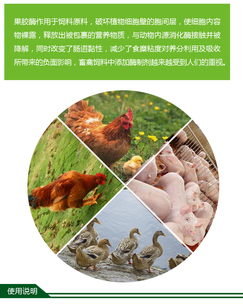  果胶酶/动物饲料添加剂/酶制剂