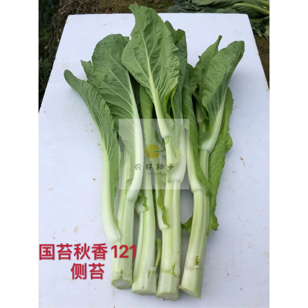 白菜苔种子 杂交白菜苔快菜苔种子国苔秋香121种子--早中熟