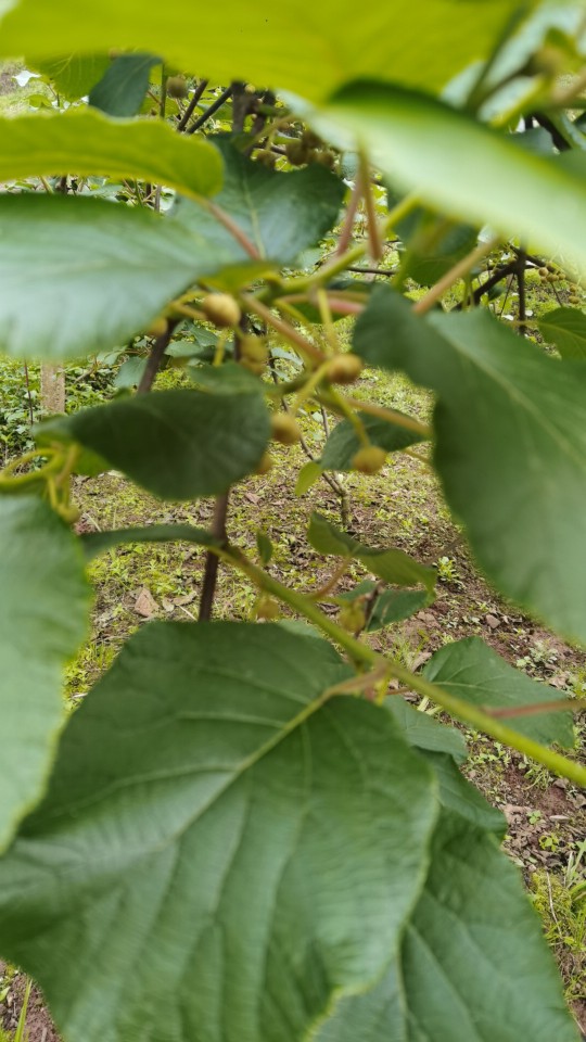 這個獼猴桃樹種植要公母一起種嗎我種的全是母樹會接果嗎