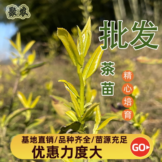 新昌县黄金芽茶苗 黄金芽茶叶苗 黄金芽茶树苗