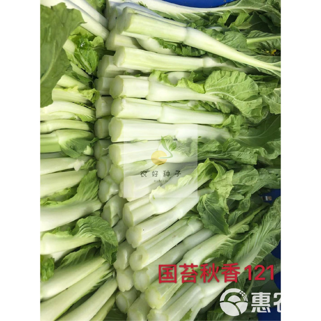 白菜苔种子 杂交白菜苔快菜苔种子国苔秋香121种子--早中熟