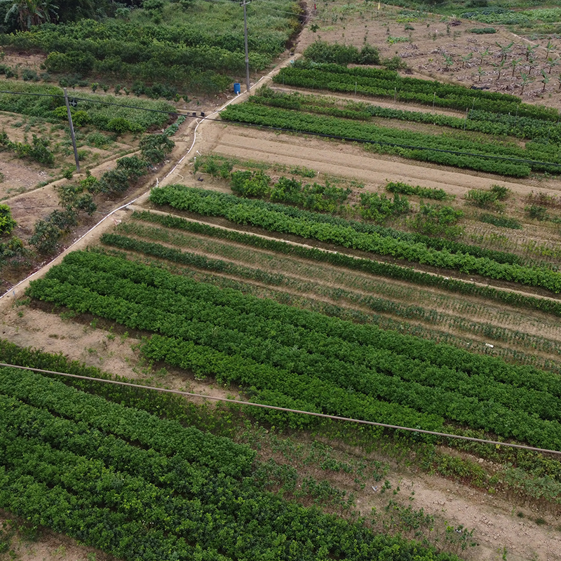 泰国红宝石柚苗  广西苗圃基地直销泰国红宝石青柚嫁接苗 四季