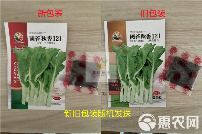 白菜苔种子 杂交白菜苔快菜苔种子国苔秋香121种子--早中熟