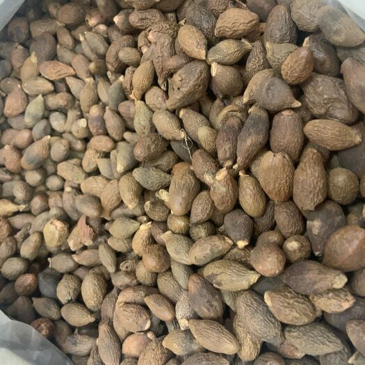 广西胖大海 精选优质大海子 正品保证无硫新货规格齐全